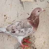 کبوتر گم شوده|حیوانات|شاهرود, |دیوار