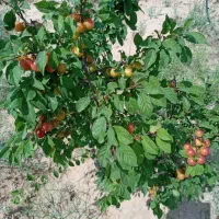 فروش-باغ-و-باغچه-بنا2طبقه-شهمیرزاد-معاوضه