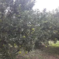 پرتقال تامسون پوست نازک|خوردنی و آشامیدنی|نوکنده, |دیوار