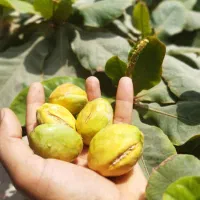 نهالستان سینا(تولید کننده نهال استوایی و گرمسیری)|گل و گیاه طبیعی|میناب, |دیوار