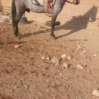 اسب یورقه