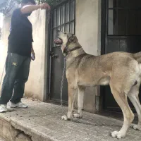 سگ سرابی