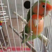 دو برزیلی نر با قفس و تجهیزات