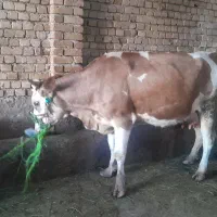 گاو سیمینتال اصل