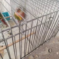 یک جفت گرینچیک مولد|پرنده|زنجان, |دیوار