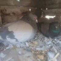 یک جفت سبز کلایی پرپا