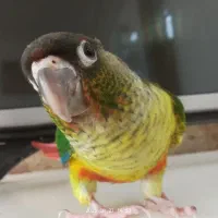 طوطی گرینچیک