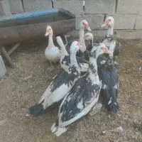 غاز قوغاز و اردک اسرائیلی در فریمان|حیوانات مزرعه|فریمان, |دیوار