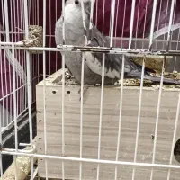 عروس هلندی|پرنده|همدان, |دیوار