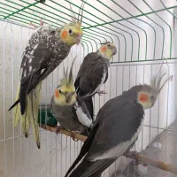 عروس هلندی