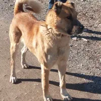 سگ سرابی گله ای