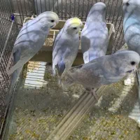 مرغ عشق تک رنگ کم یاب|پرنده|کرمانشاه, |دیوار