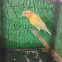 قناری.عروس هلندی.پرنده
