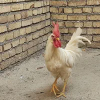 خروس|حیوانات مزرعه|مرند, |دیوار