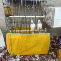 عروس هلندی آلبینو