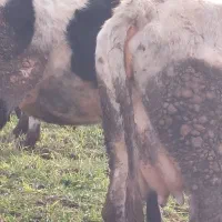 گاو شکم دوم