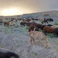 صد راس میش وبره