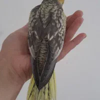 جوجه عروس خونگی سالم ۳عدد