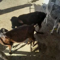 گوساله فروشی|حیوانات مزرعه|میناب, |دیوار