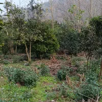 کارخانه-برنج-کوبی-با-تمام-امکانات