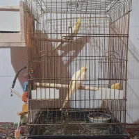 عروس هلندی|پرنده|یاسوج, |دیوار