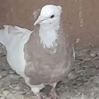 طوقی