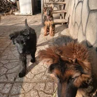 دو عدد توله ژرمن یک عدد بلک یک عدد دو رنگ موجود