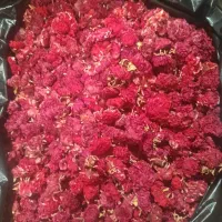 فروش گل انارفارسی