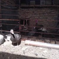 مرغ شاخدار