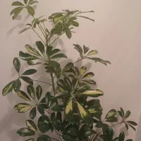 گل طبیعی شفلرا با گلدون سرامیکی کادوی روز مادر|گل و گیاه طبیعی|تهران, علم و صنعت|دیوار