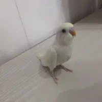 بچه مرغ عشق