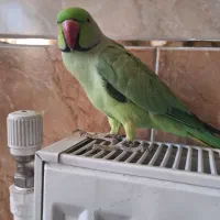 طوطی ملنگو نر وحشی