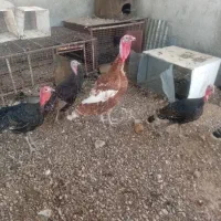 پرندگان|حیوانات مزرعه|دهدشت, |دیوار
