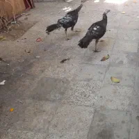 بوقلمون|حیوانات مزرعه|یاسوج, |دیوار