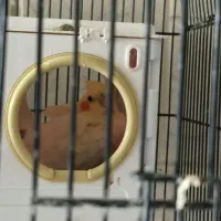 عروس هلندی لوتینو وسینامون با۲قفس ولوازم|پرنده|فردیس, فردیس|دیوار