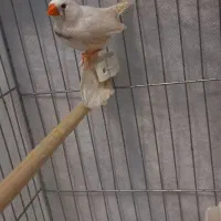 جفت فنچ سالم مولد|پرنده|تهران, فردوس|دیوار