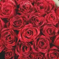 گل ربانی ،شیشه عشق