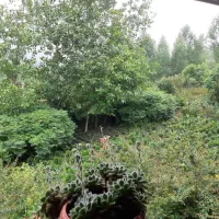 علف تراشی ...ویلا باغ با بهترین قیمت