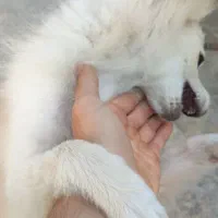 سگ اشپیز پامر واگذاری رایگان