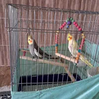 یک جفت عروس هلندی همراه با قفس و تجهیزات|پرنده|رضوانشهر, |دیوار