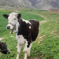 گوساله سیمینتال اصیل کله سفید معاوزه با دام دارم
