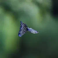 ماهی گوپی مولد تزئینی|ماهی|یزد, |دیوار