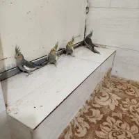 جوجه عروس هلندی|پرنده|بندر گناوه, |دیوار