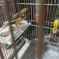 قناری نر معاوضه با سهره