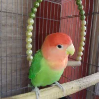 طوطی برزیلی نر به همراه قفس