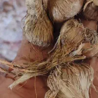 پیازچه زعفران،آباده