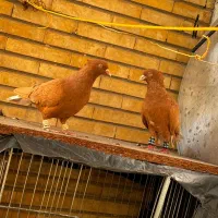 دو عدد کفتر پلاکی بال قیچی گم شده