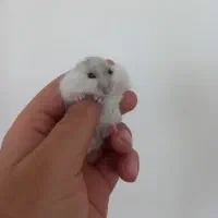 همستر وینتر وایت