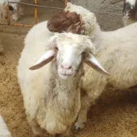 سوپر گوشت وقصابی کاور وشک پروار ترجگ کبابی چاق|خوردنی و آشامیدنی|سیوان, |دیوار