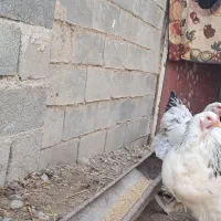 تخم نطفه داربرهما غول